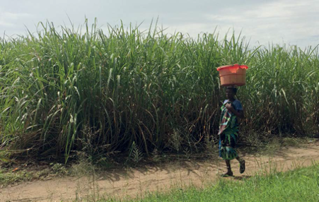 Malawi sugar plantation, credit UMFULA project