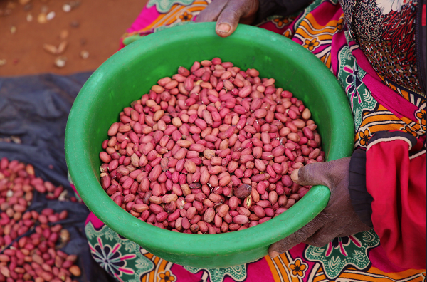 Groundnut Malawi credit IFPRI