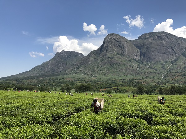 Tea picking in Malawi credit Katharine Vincent