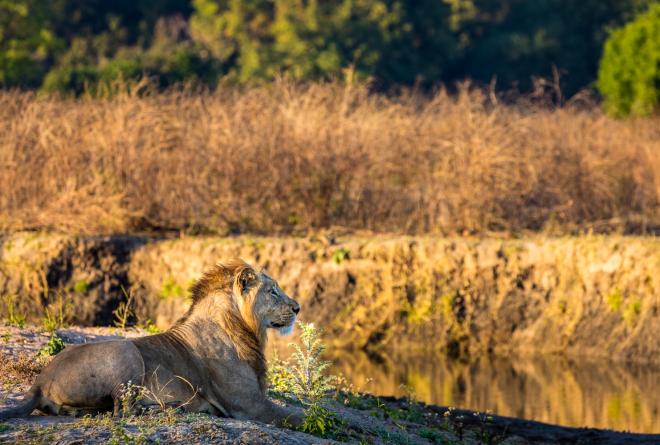 Lion at Majete Wildlife Reserve