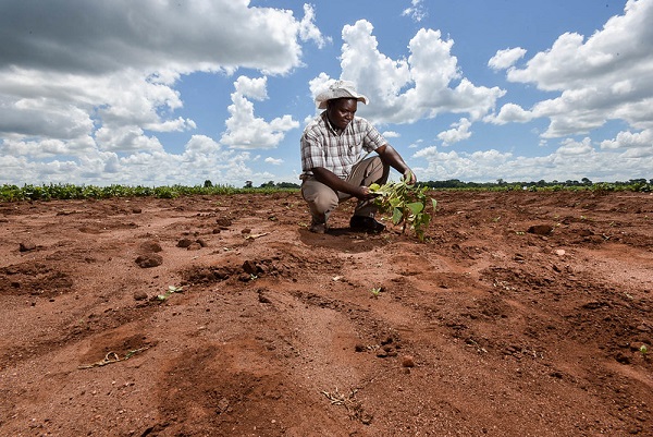Planting drought-tolerant beans in Malawi, courtesy N Palmer, CIAT